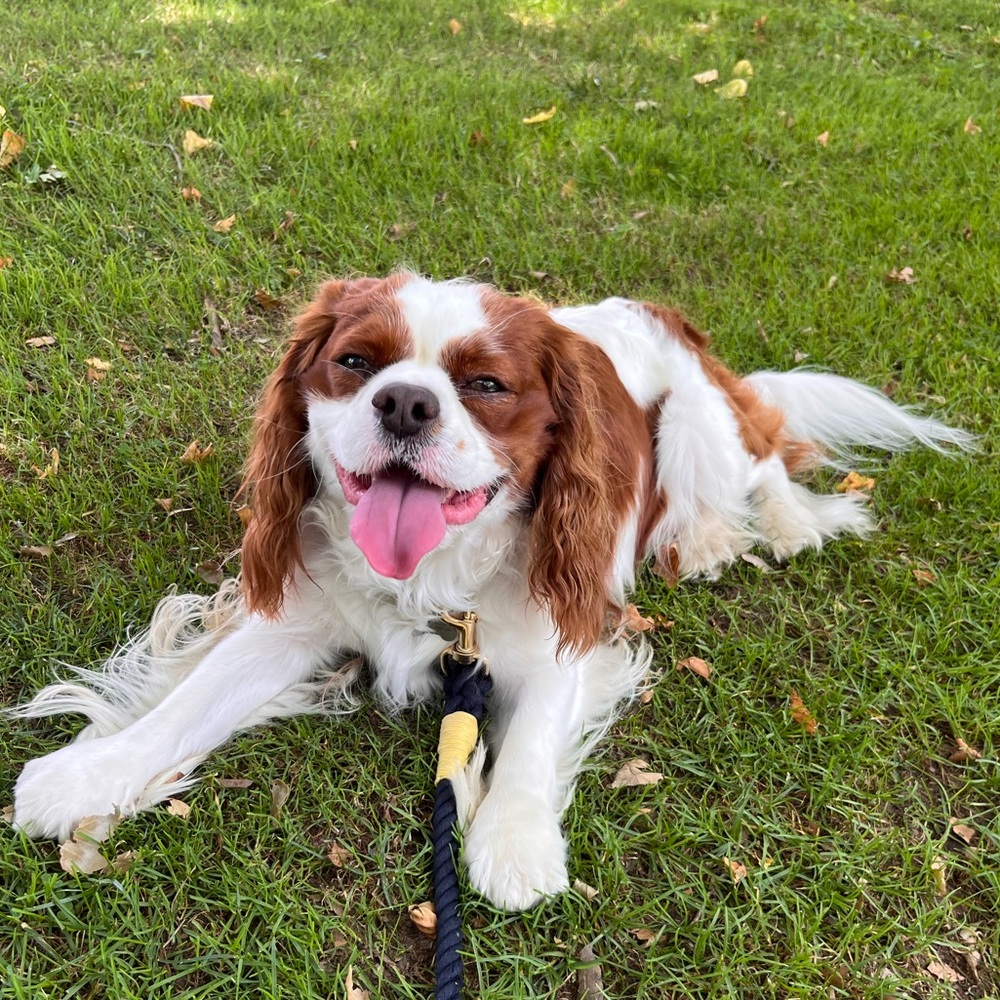 Meet your Posher, Amelia